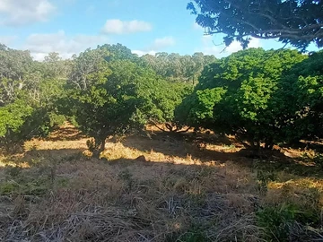 Agricultural Land